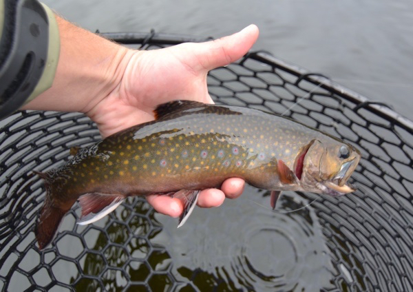 Coon Brook brook trout