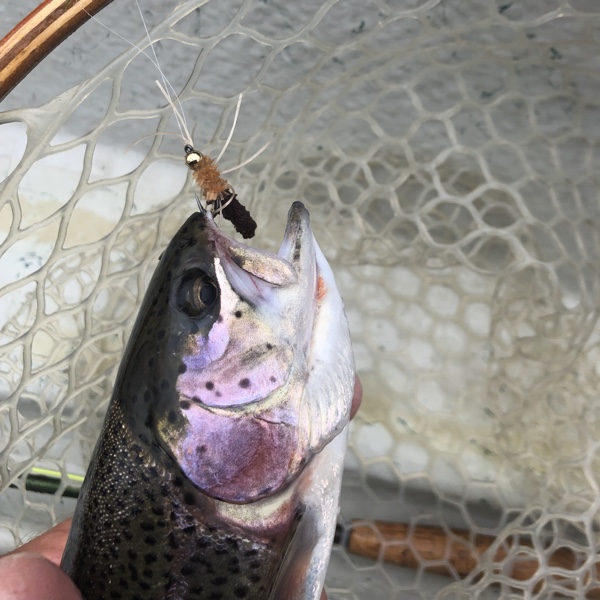 Androscoggin River rainbow trout