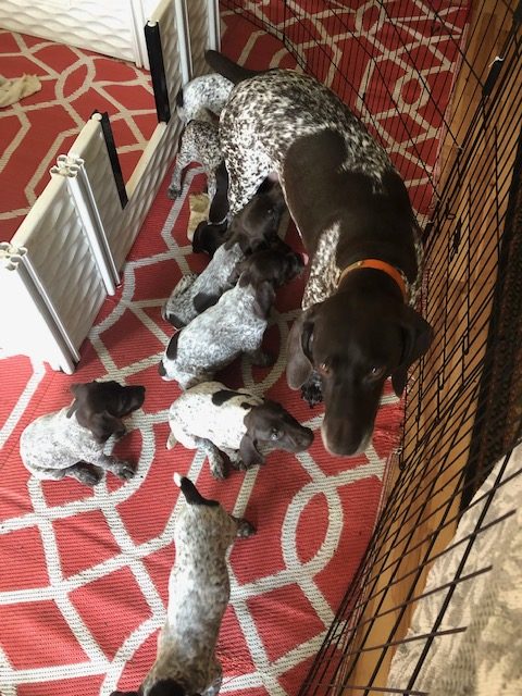 Rosie and her German Shorthaired Pointer pups